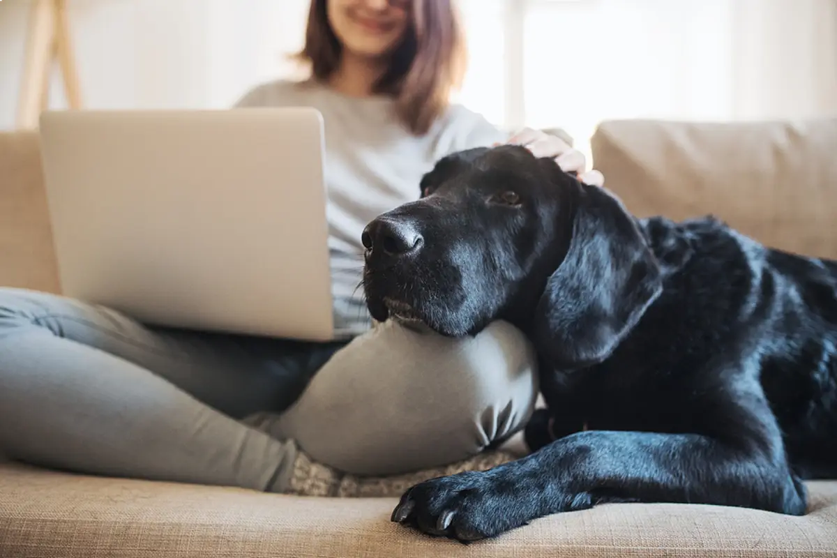 Pets and Profits: How to Make Your Parker Rental Pet-Friendly Without Sacrificing Control